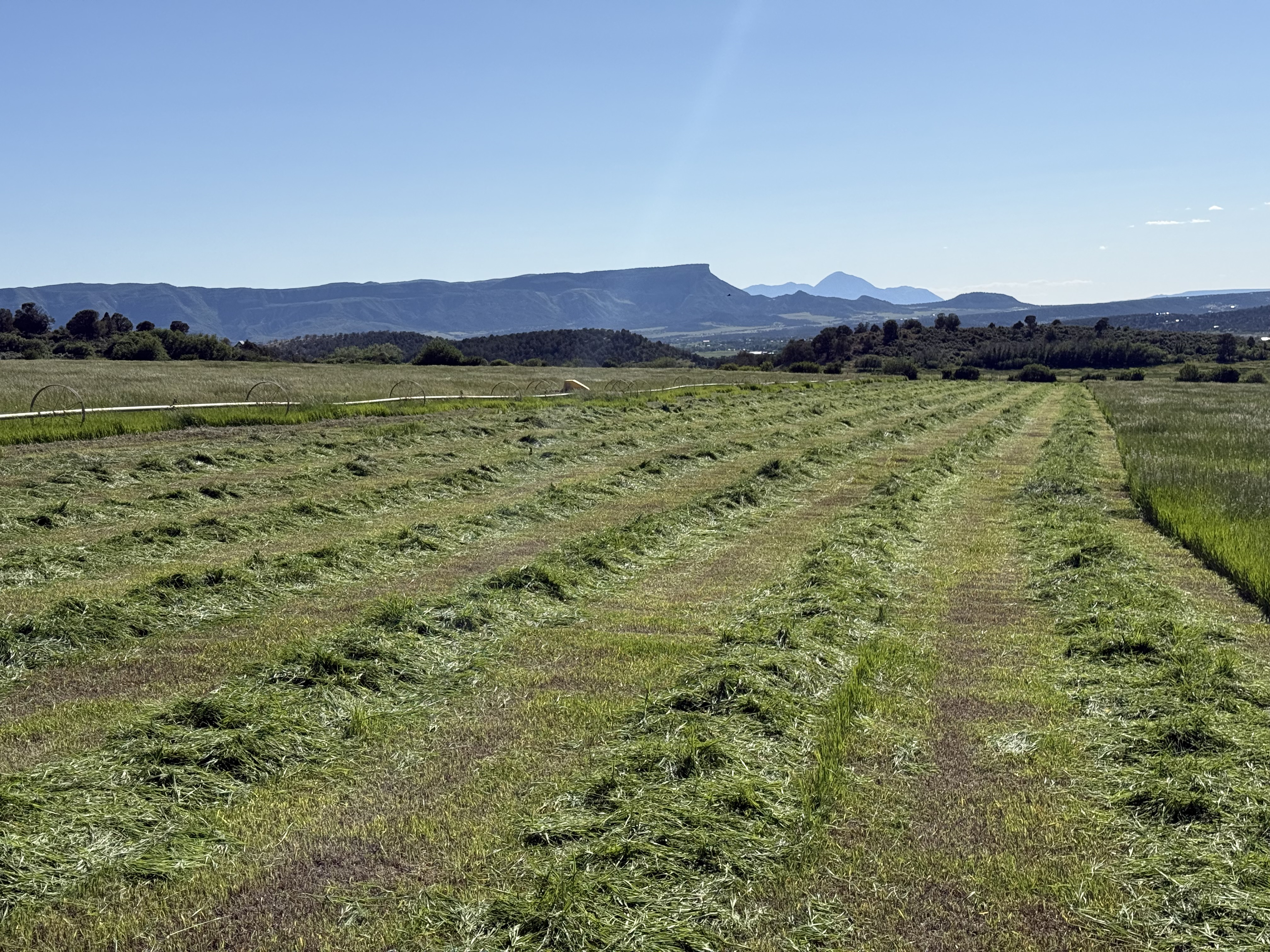 Evan on Mule - Chinook Ranch